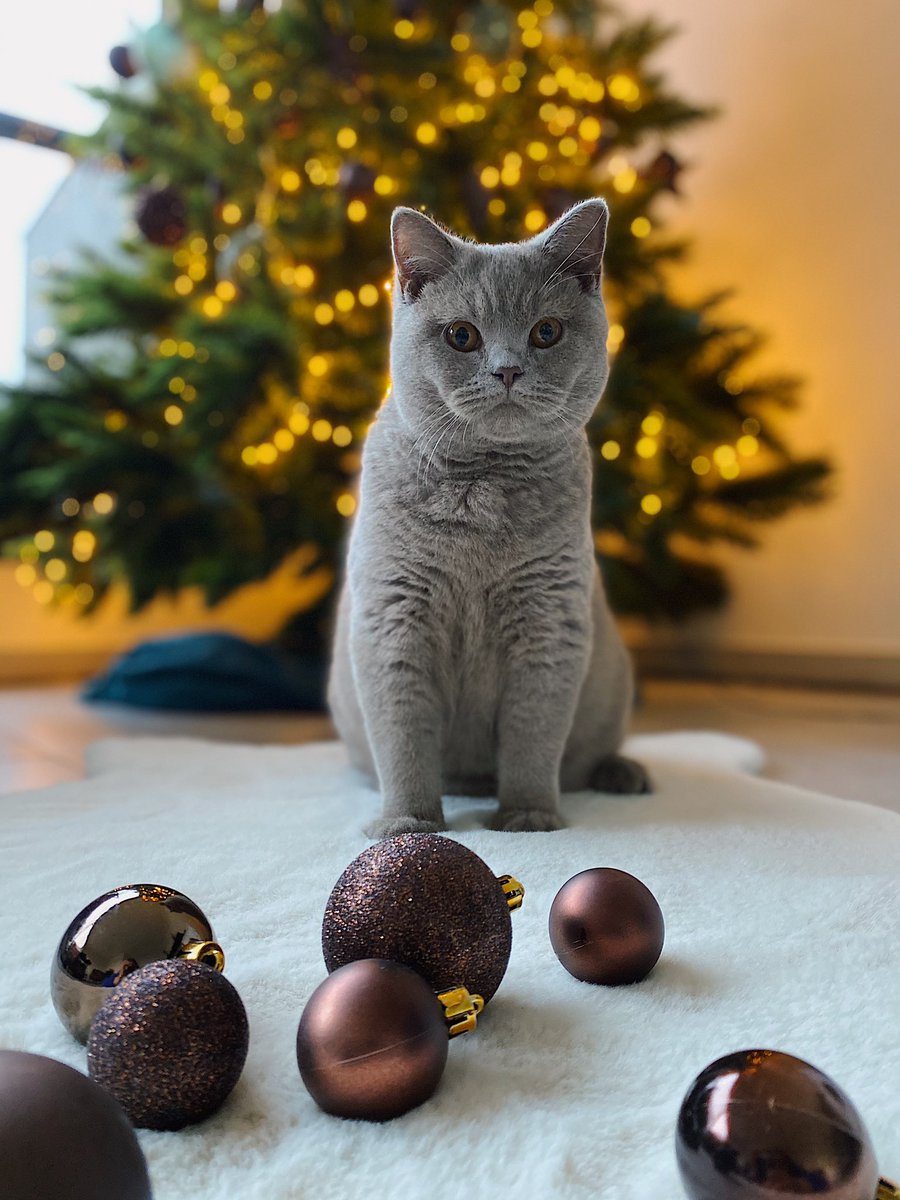 devolderhanne's tweet photo. 🐱🎄 it’s the most wonderfull time https://t.co/kKzhyJpNRZ