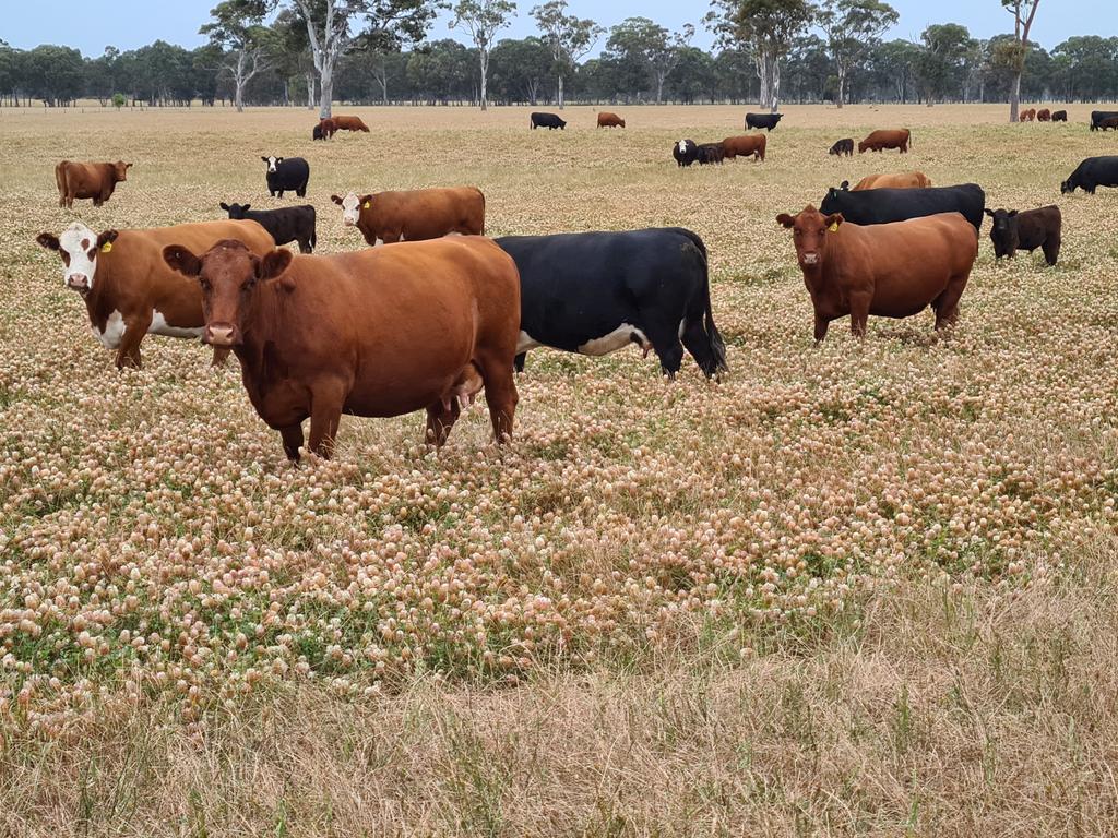 Arrow leaf clover, produces a huge amount feed through out the year .
Now a standing Hay Stack