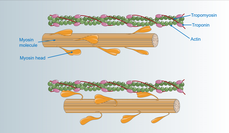 However in 2017 a family afflicted with Ondine's curse was identified but had no PHOX2B mutations. Whole genome sequencing instead identified a rare frameshift mutation in the gene MYO1H https://pubmed.ncbi.nlm.nih.gov/28779001/&nbsp;