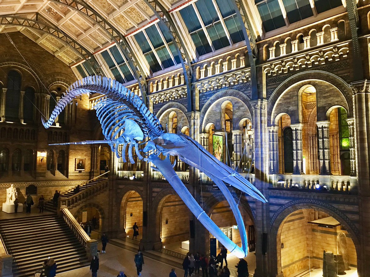 Childhood dream fulfilled - I was very excited to step behind the scenes at  @NHM_London to sample historical marsupial specimens for  @OMGenomes - early days yet for data analysis but think they will prove exciting!