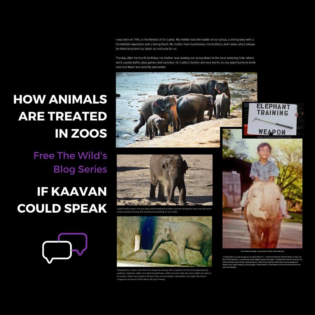 beawaazofficial's tweet photo. 'If Kaavan Could Speak.'
A blog series that'll break your heart.

CAN YOU IMAGE HIS PAIN?
Can you imagine that there are still other animals in captivity, getting the worst treatment!
#Endtheirquarantine #AnimalRights #animalcaptivity 
Source: https://t.co/VKxFJEpHs9 https://t.co/wLV5xkWhtb