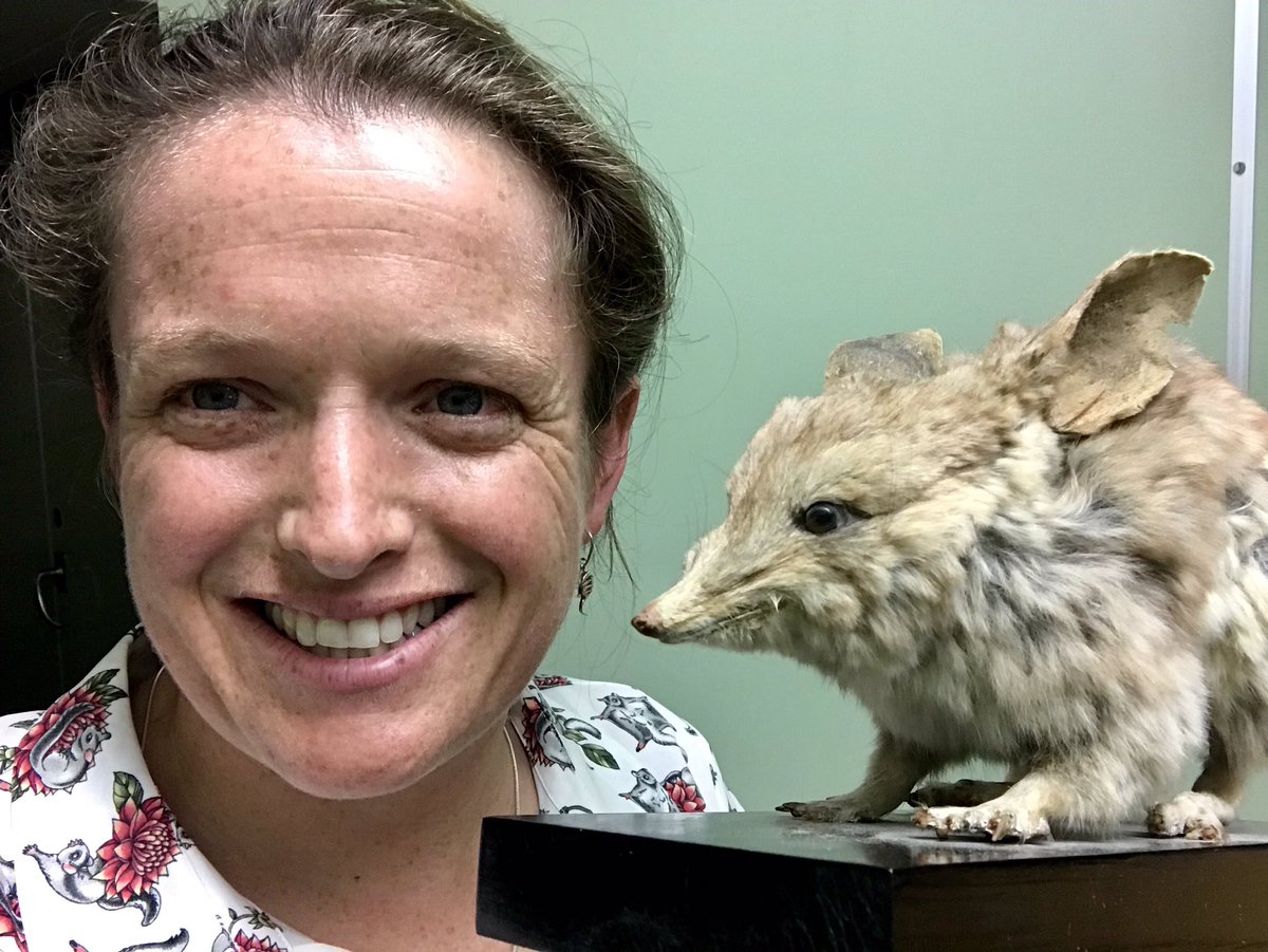 I was very excited to see this mounted lesser bilby specimen at  @NHM_London - you don’t come across one of those every day - but it is also pretty devastating to hold the remains of an extinct species - good motivation to contribute to ongoing marsupial conservation!