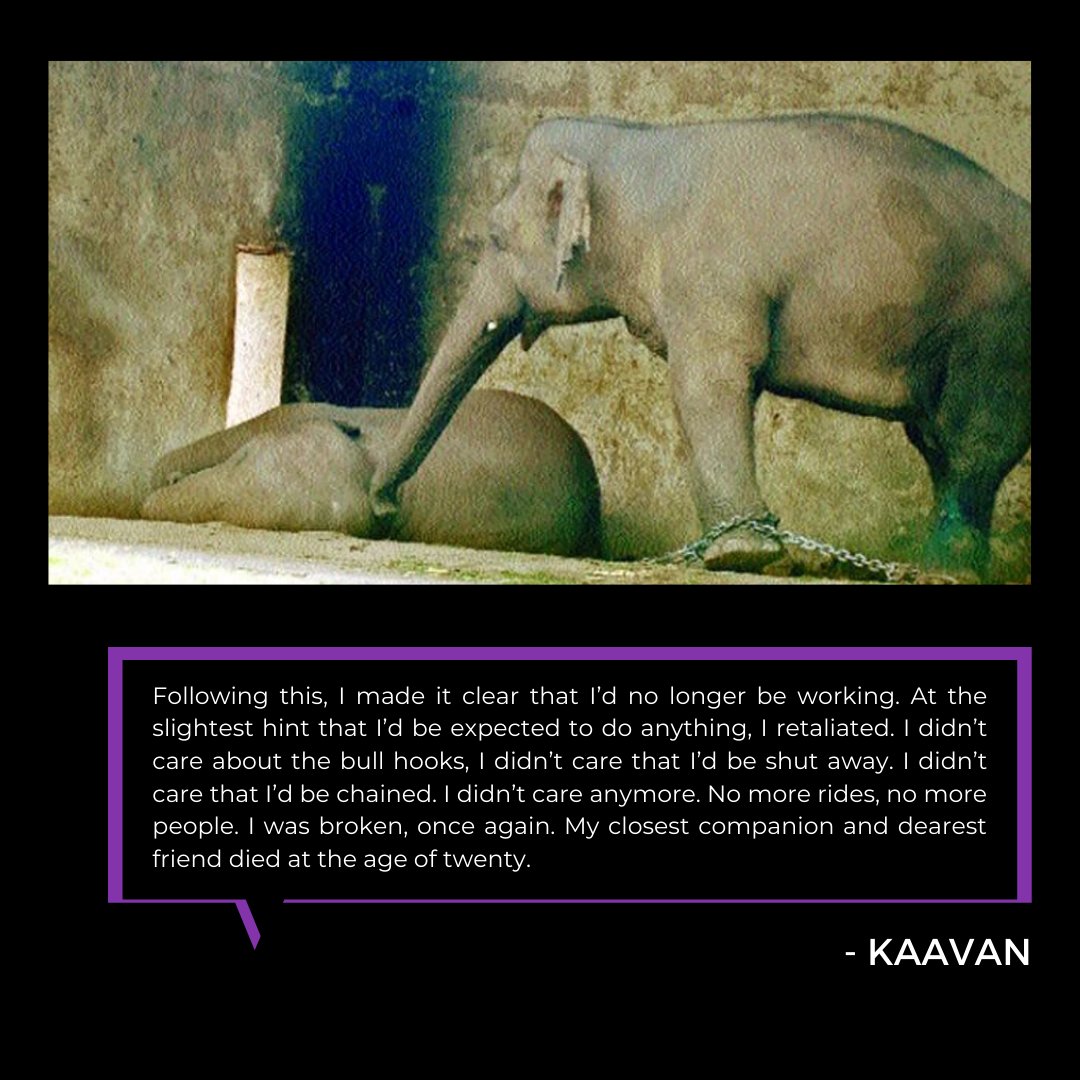beawaazofficial's tweet photo. Saheli didn't die a sudden death. 

She was shackled for months until she got sores on her legs. Her wounds were ignored, she'd cry for help but in vain. Wounds got infected &amp; her condition became worse. Then one day she collapsed.

Our zoo system is horrific!! This needs to end! https://t.co/tIHx7ZWSGI