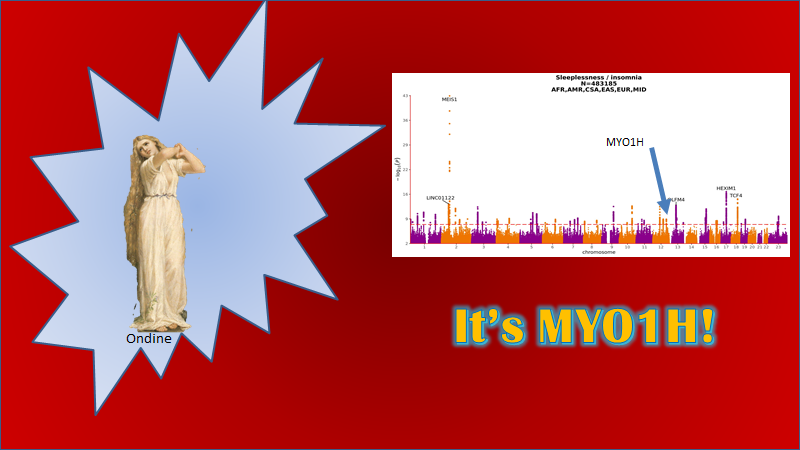 o there you have it. Rare disease genetics seems to implicate MYO1H as a gene contributing to insomnia by tweaking the brain's response to hypoxia.What do you think?(that's Ondine by the way)