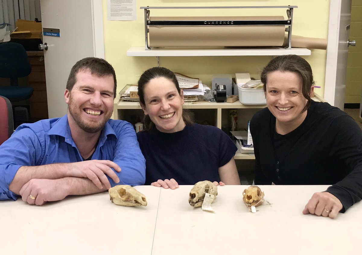 That time I visited CSIRO’s Australian National Wildlife Collection to sample some marsupial skins, and bumped into  @khelgen  @lhelgen who were looking at tree kangaroo skulls