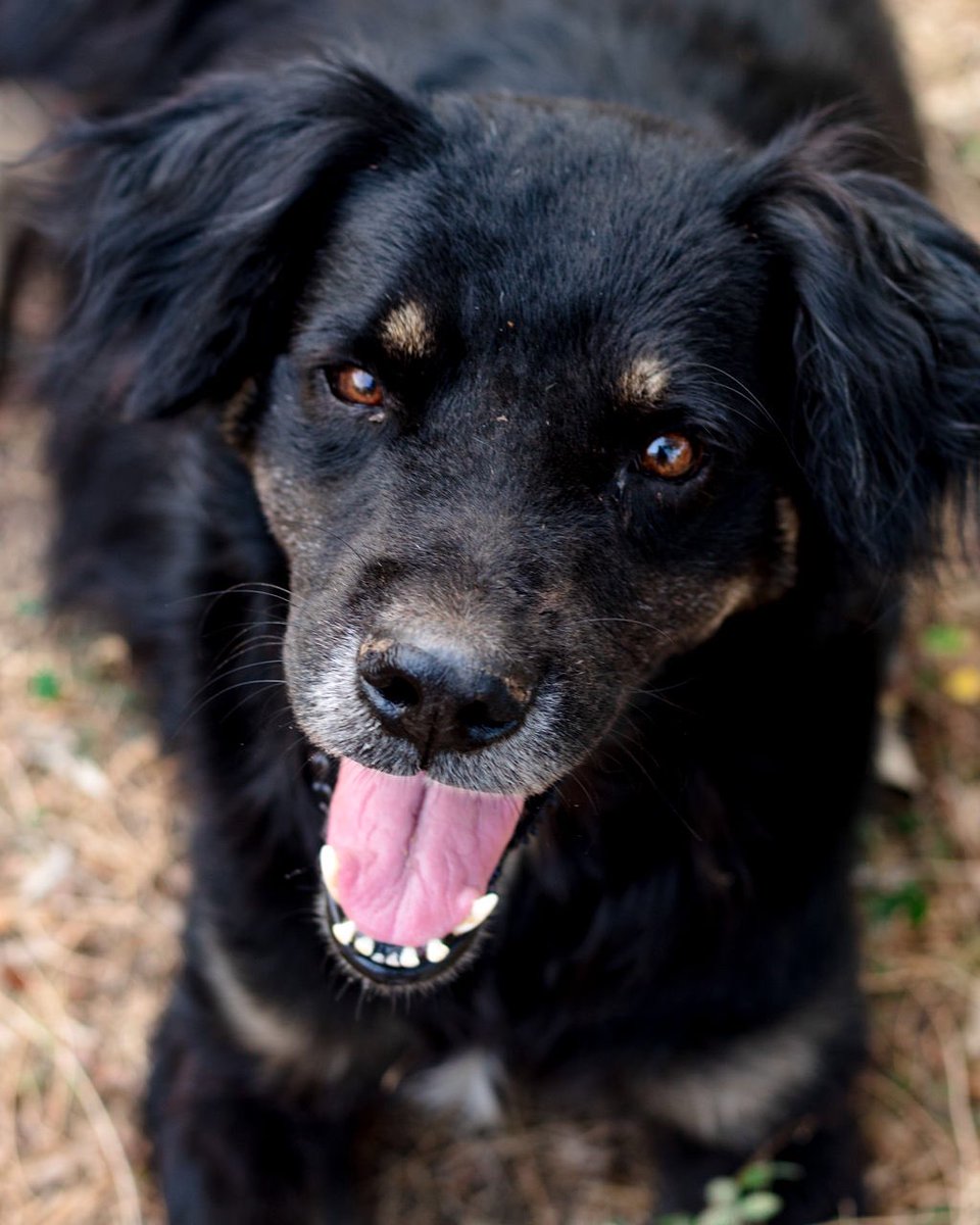 Distrito_Animal's tweet photo. Nos hicieron una sesión de fotos y salimos todos guapísimos. Si o qué?
1. Nerón 
2. Francis 
3. Patucho 
4. Mocachino https://t.co/1wsOywgS7t