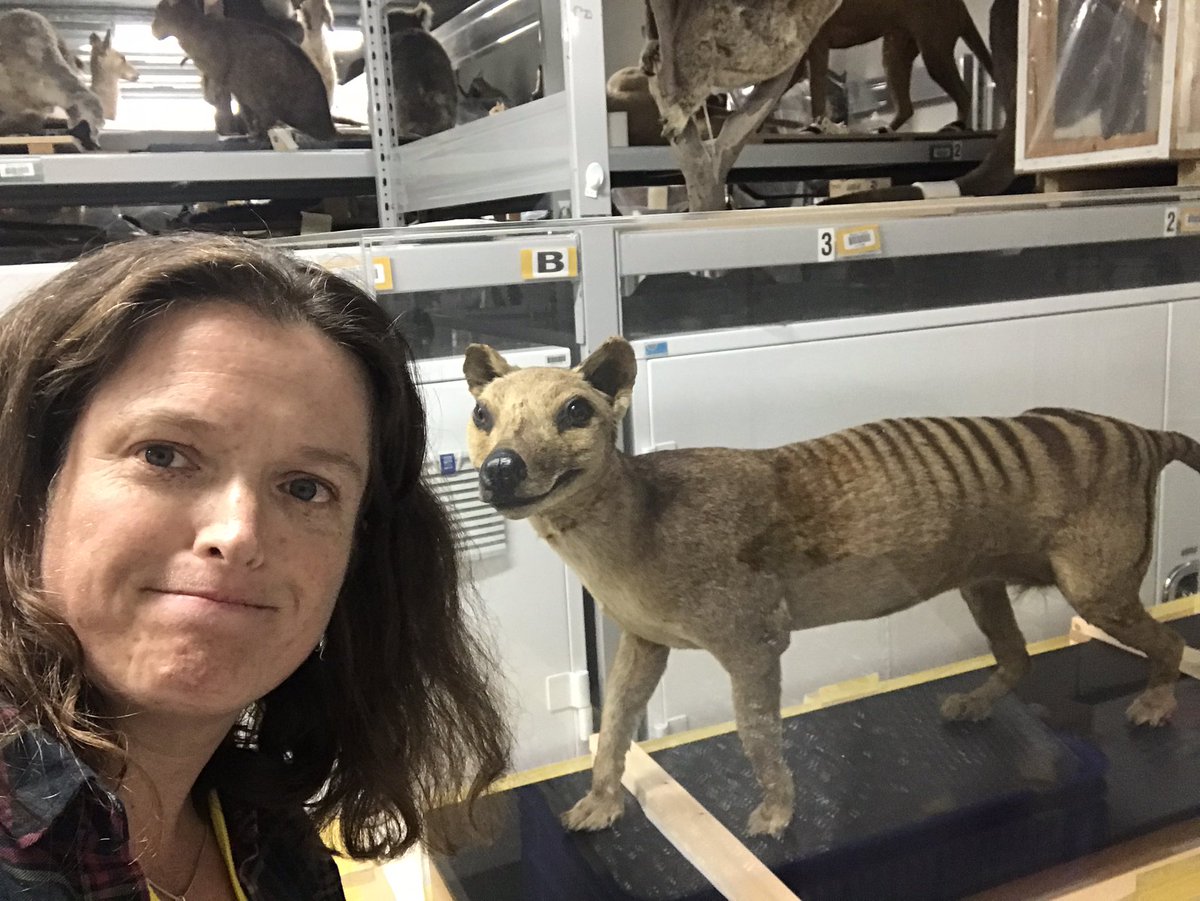 I also visited several Australian museums to collect samples. I met this thylacine behind the scenes at Museum Victoria - another extinct species. Again, heartbreaking. Let’s do a better job of conserving the surviving Aussie mammals!