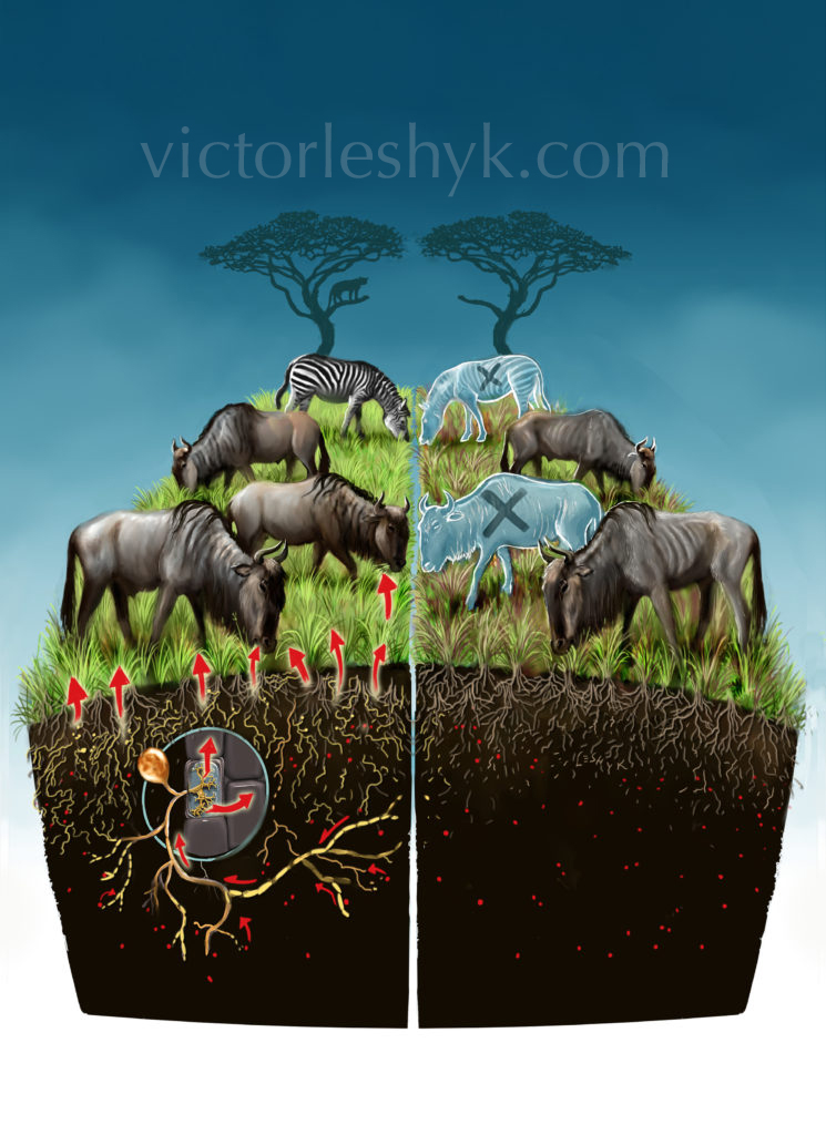 a third piece for  #WorldSoilDay is my  #Sciart for research by  @Dr_Bo_ et al, modeling a hypothetical loss of all AM soil fungi in the Serengeti: lessened P uptake by plant roots would mean the loss of HALF of herbivores and ALL large predators (!)  https://news.nau.edu/serengiti-food-web/#.X8v_lh17lTY