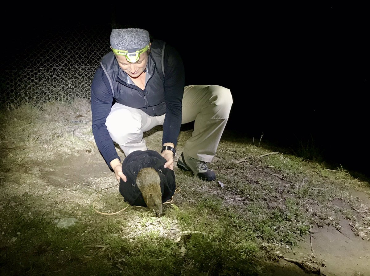 Sometimes I even got to work with live mammals! Thanks to  @zoologistjones et al for letting me help with bandicoot and wallaby monitoring. Here I’m releasing a bandicoot after we gave it a health check.