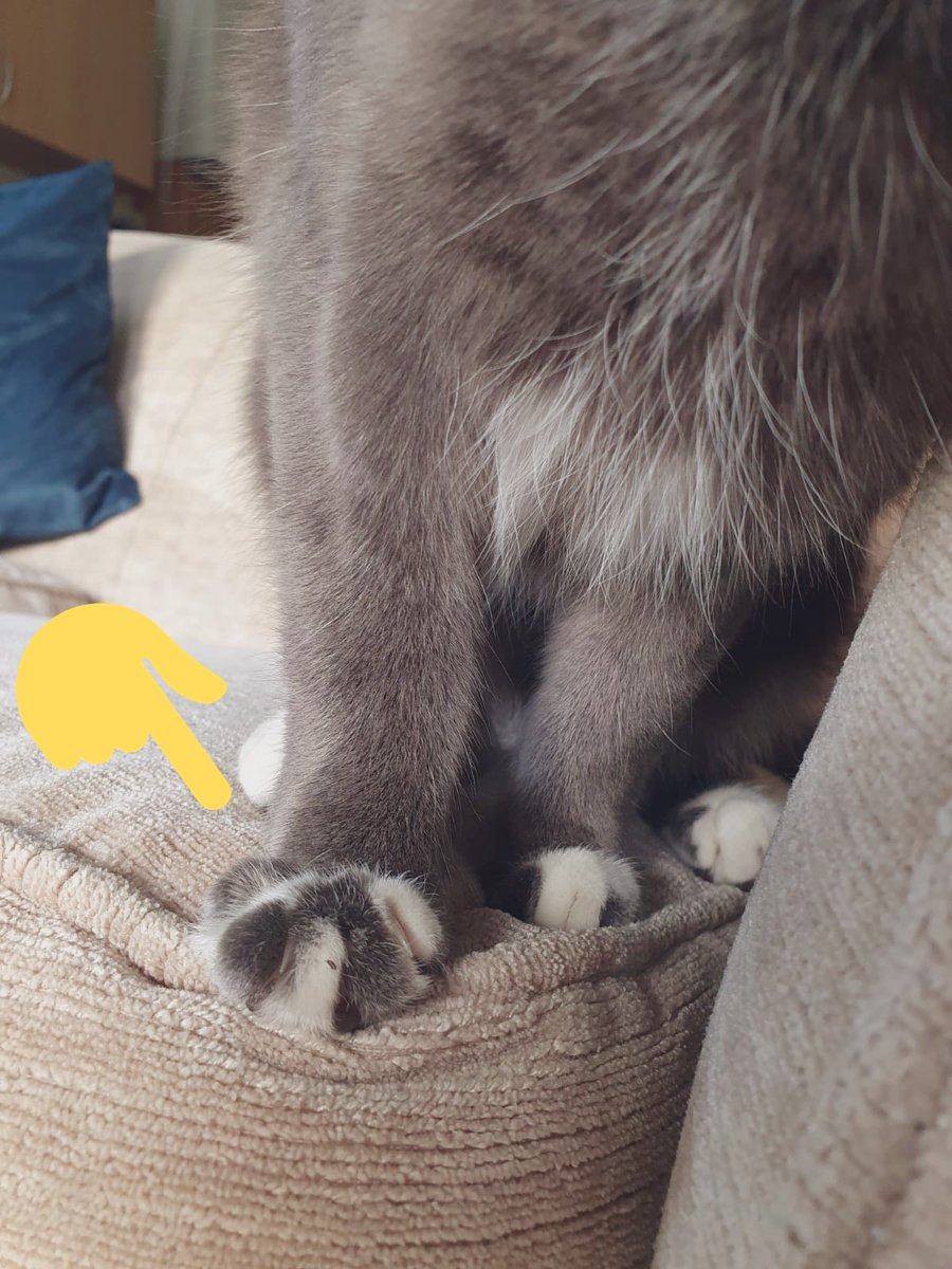 JustMissEmma's tweet photo. Anyone in South Liverpool, particularly #SeftonPark #LarkLane area, PLEASE look out for Armarni. Sheβs very friendly, and has funny little spotty feet.
Weβre all very worried about her.
DM me if youβve seen her ππ
#LostPets #Liverpool #help https://t.co/IdDYIj6xY1