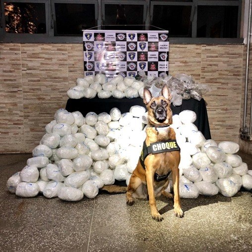 Dogs of Drug War