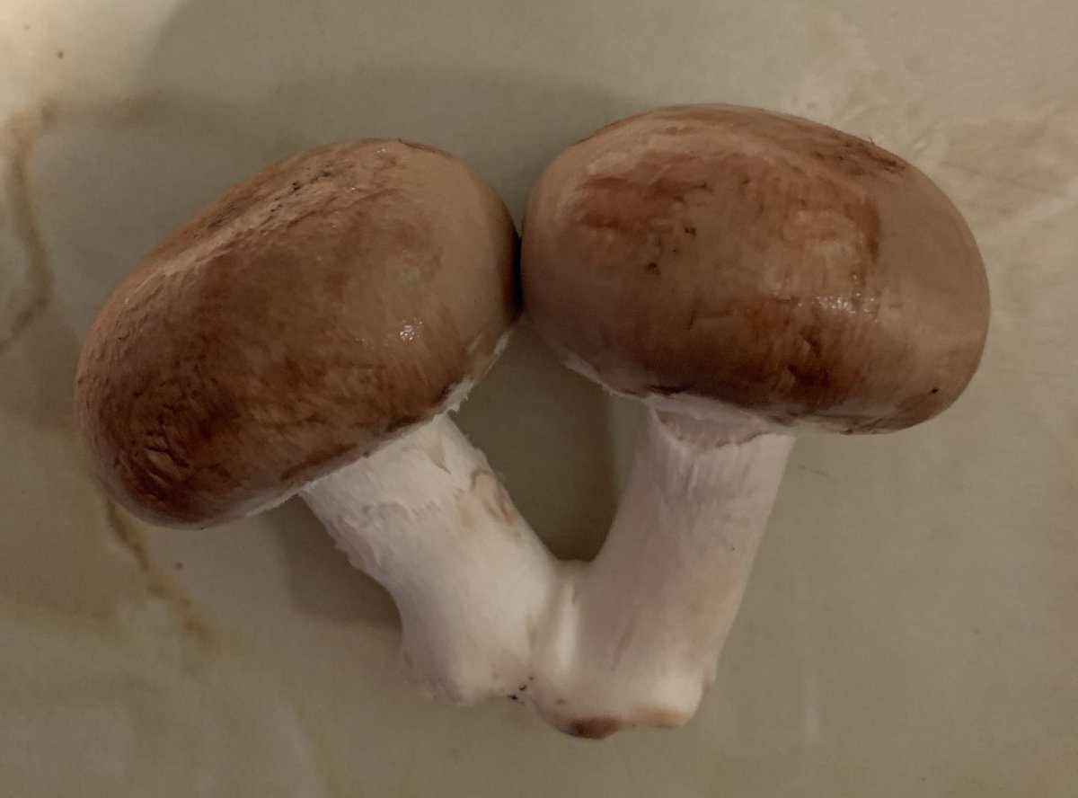 ChLuVibration's tweet photo. Found these two lovelies whilst making #ThaiCurry today...#mushroom 🍄 #lurve ❤️ https://t.co/oHzEklOjNd