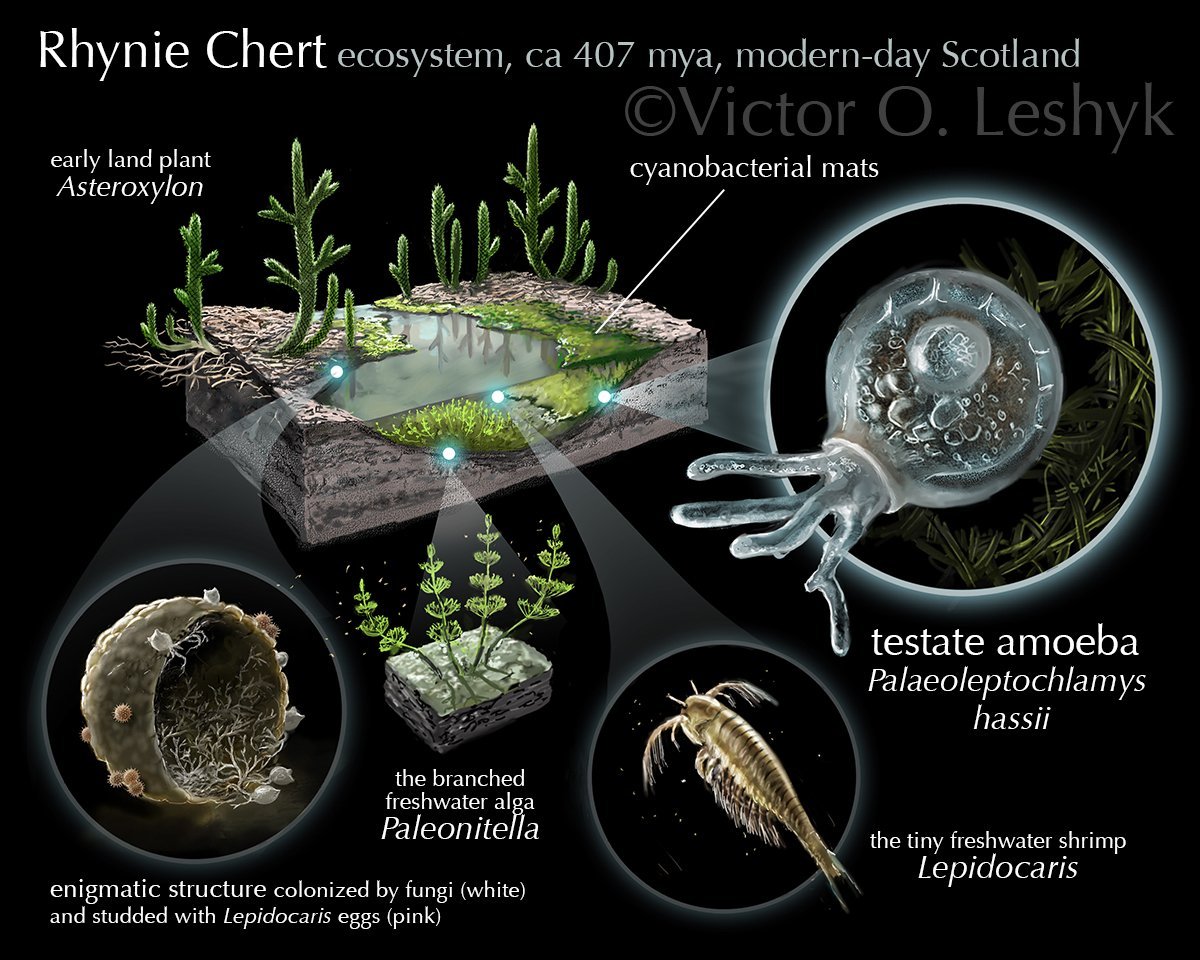 of course  #WorldSoilDay should also mean celebrating how much soils teach us by preserving the past: my  #Sciart  #paleoart of the Rhynie Chert ecosystem for  @CStrulluDerrien is based on fossil soil that was hardened into sinter by water from hot springs  https://www.nhm.ac.uk/discover/news/2019/january/a-tiny-fossil-amoeba-is-helping-us-to-understand-how-plants-firs.html