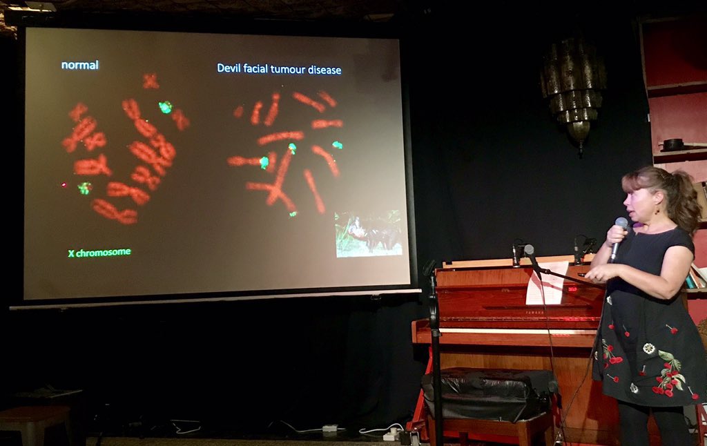 OMG science in the pub, with  @j9deakin talking about Tasmanian devil chromosomes