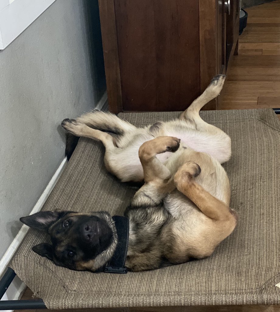 Can I help you?? #policek9 #policedog #policedogs #k9team #k9unit #policek9 #k9handler #workingdog #workingdogs #furmissile #landshark #K9life #k9police #k9cop #thinbluefamily #thinblueline #sendus #k9leadstheway #k9