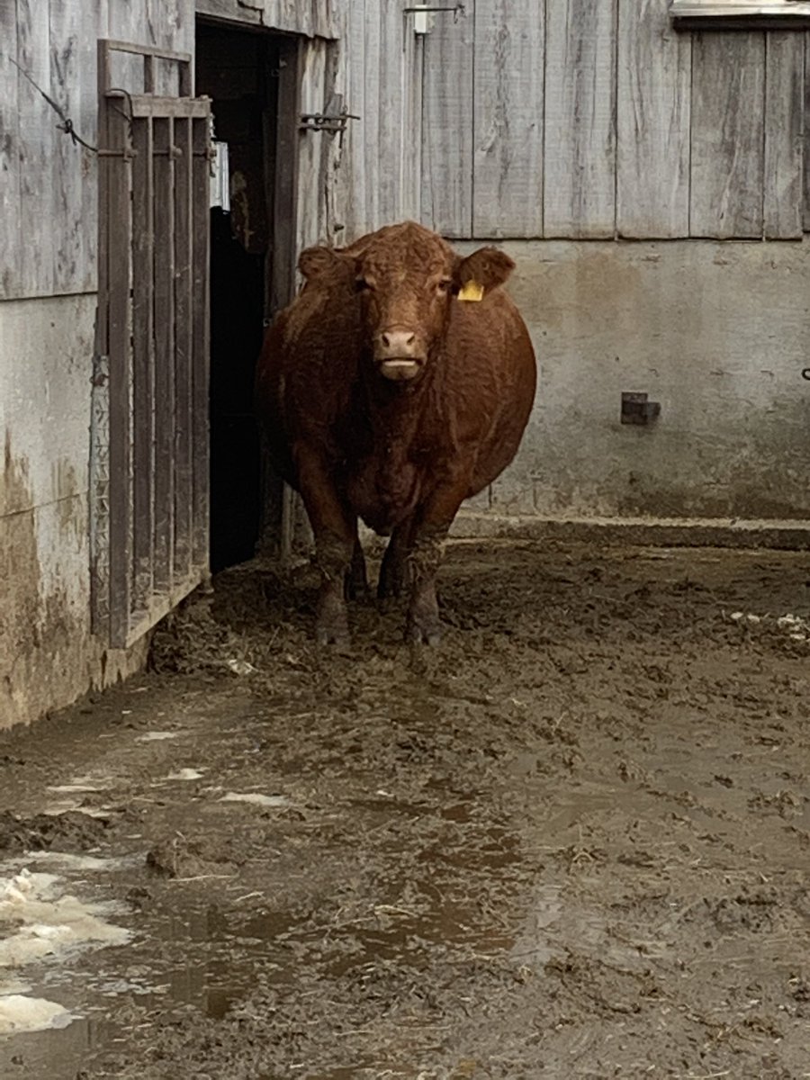 bzacres's tweet photo. Wide Load!  Gotta love easy doing @CDNLimousin cows. https://t.co/G8IQ7ZJs5P