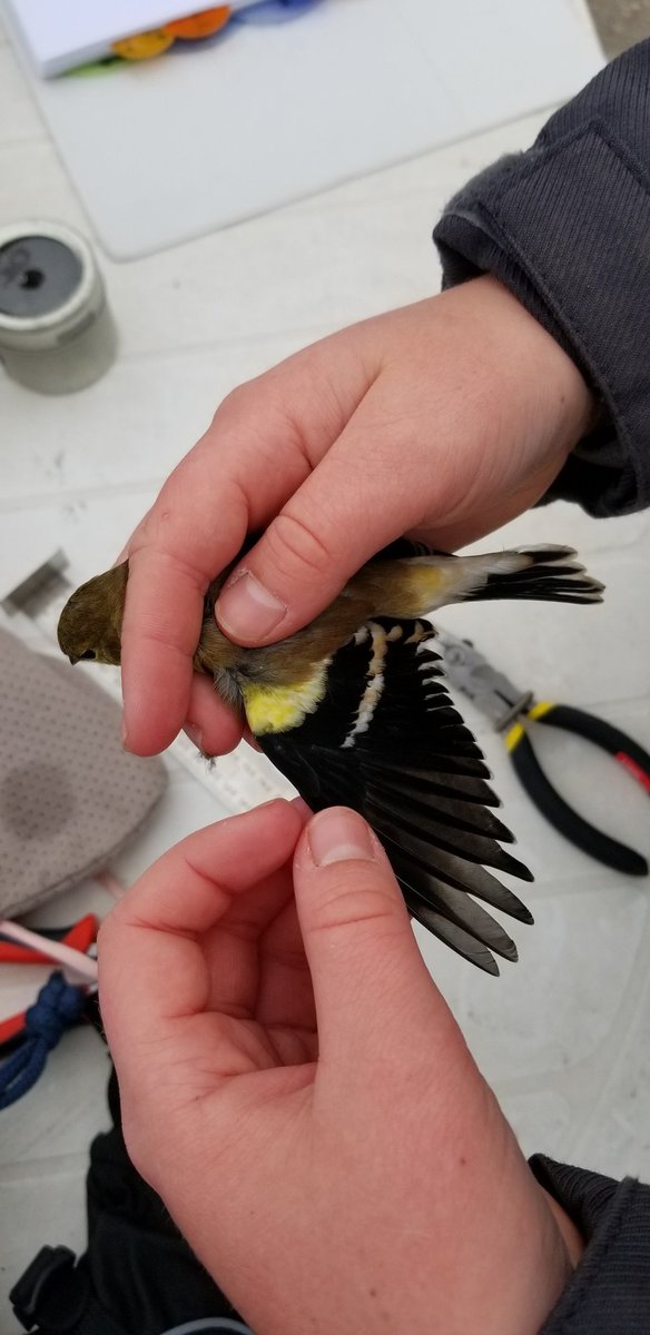 Aging male goldfinches with Liam Thorne @HillStrath Banding Station today. Also, our first recapture! #biodiversity #LearningLandscape #birding