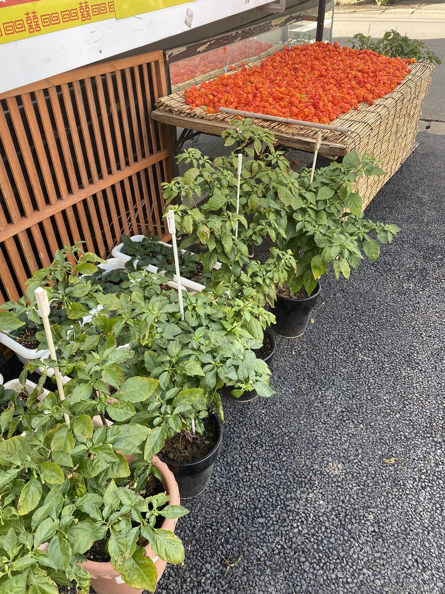 中華うぶかた 激辛栽培実験継続中 激辛キャロライナリパー 自家製無農薬栽培 冬 越えられるか鉢植え実験にチャレンジして海老名オリジナル激辛唐辛子目指しますw 中華うぶかたの本気 唐辛子栽培5年目 激辛好きの聖地目指してます