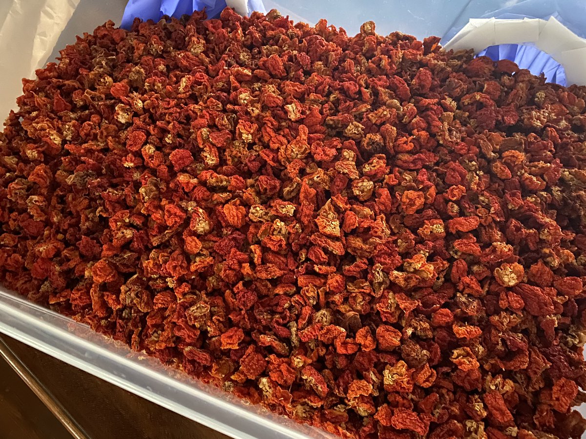 中華うぶかた 激辛栽培実験継続中 激辛キャロライナリパー 自家製無農薬栽培 冬 越えられるか鉢植え実験にチャレンジして海老名オリジナル激辛唐辛子目指しますw 中華うぶかたの本気 唐辛子栽培5年目 激辛好きの聖地目指してます