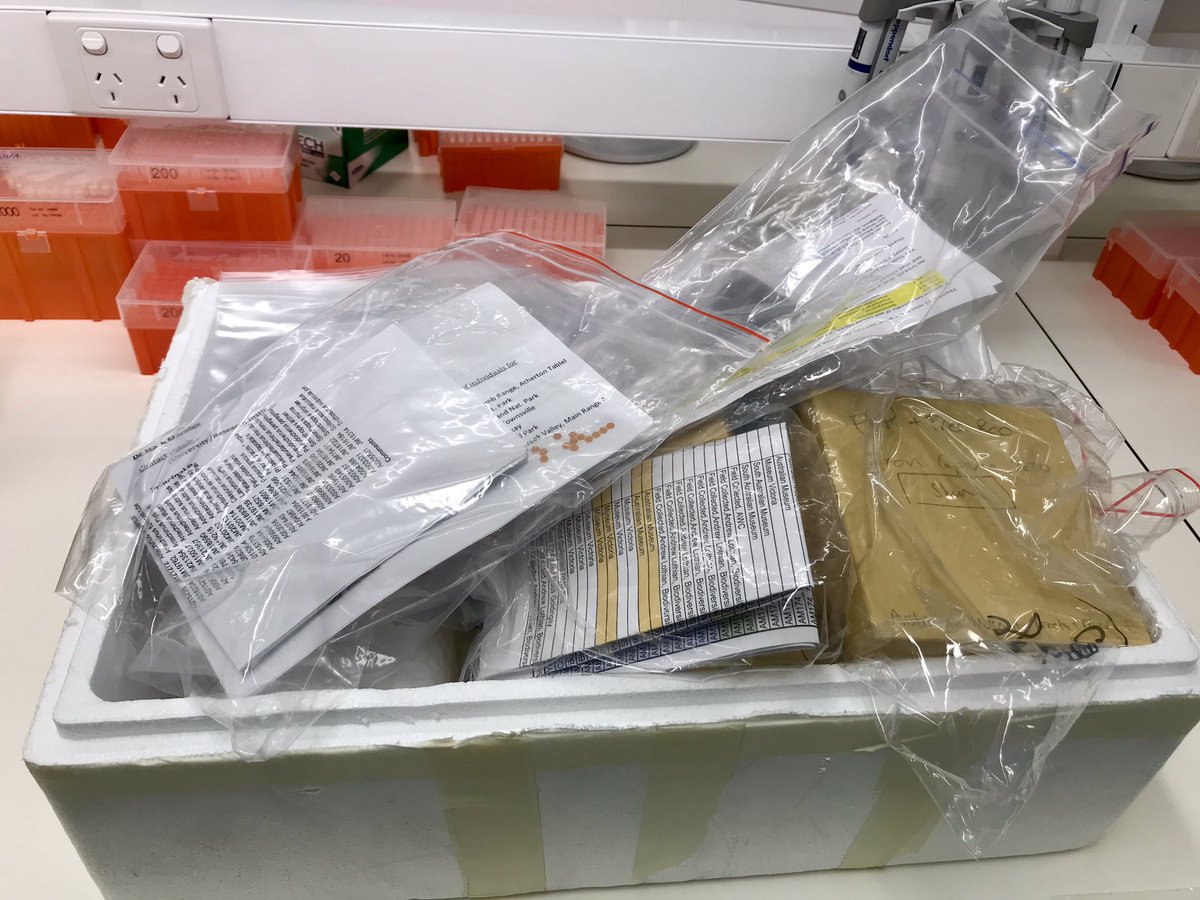Just a few weeks later we were working from home thanks to COVID... & most collaborators were in lock down too... but then by August, back in the lab & samples started turning up again, including this monster marsupial tissue and DNA hamper from Mark Eldridge and  @GretaFrankham
