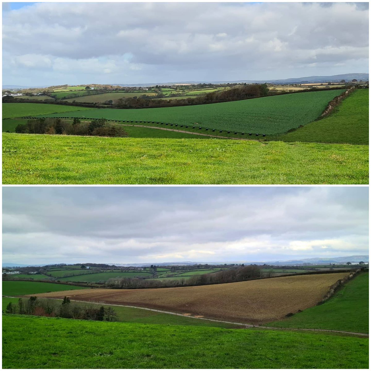 cups_on's tweet photo. Before and after strip grazing forage rape.

The R2's have recently finished grazing the forage rape (pictured), along with silage bales. 

@JohnHar25622837
@Oliver_Seeds #feedingcows #foragerape #farm24 #teamdairy #lifeonthefarm #agriculture
#grazingcows #farming #FarmLife https://t.co/4dovSTGNjw