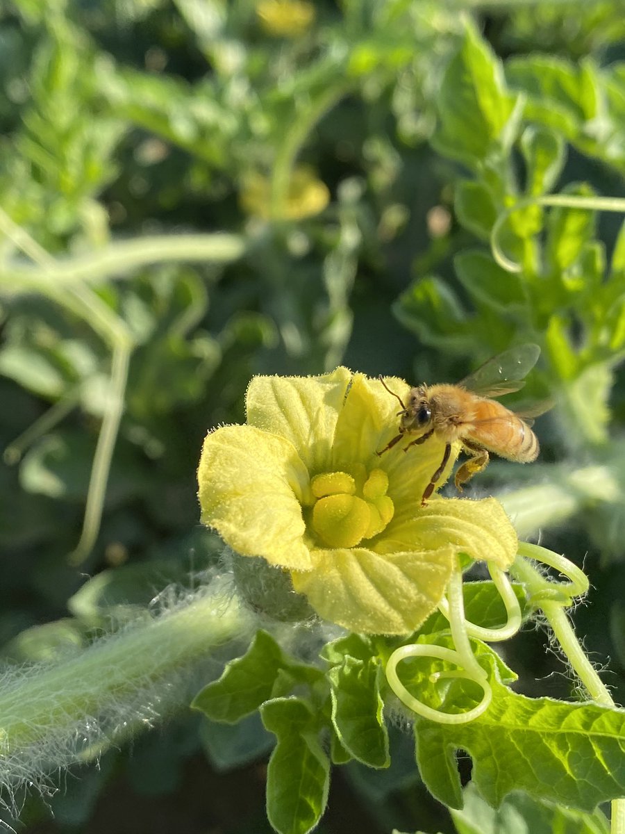 #Incoming 

Hot &amp; windy here today with a top of 41c and 40/50kph winds. 

Glad to see these guys braving the weather to pollinate the fruit.