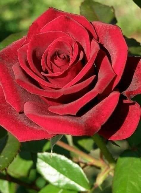 Talvez eu tenha que chamar de mundo esse meu modo de ser um pouco de tudo.  Como posso amar a grandeza do mundo se não posso amar o tamanho da minha natureza...🌹

#DomingoCarpeDiemSDV
#DomingoHeroisDoSDV
#DomingoJusticeiroSDV
           ⚔🏹🌹💋