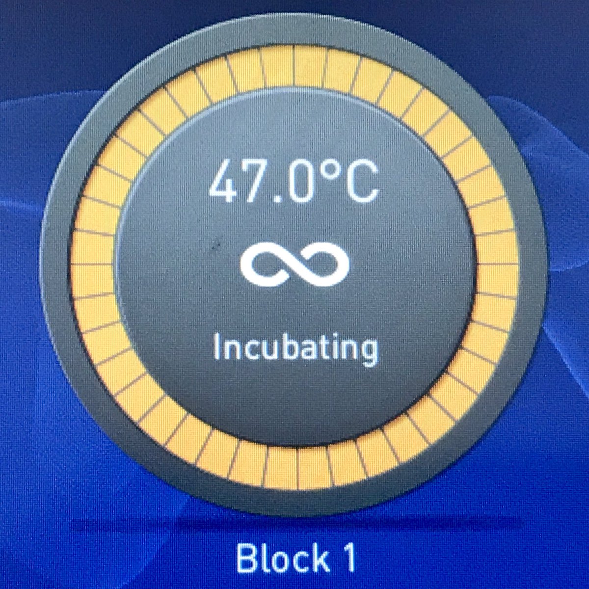 ... and finally all the fun of sequencing library preparation and setting up hybridisations for exon capture... a whole year of lab work condensed into 3 months!