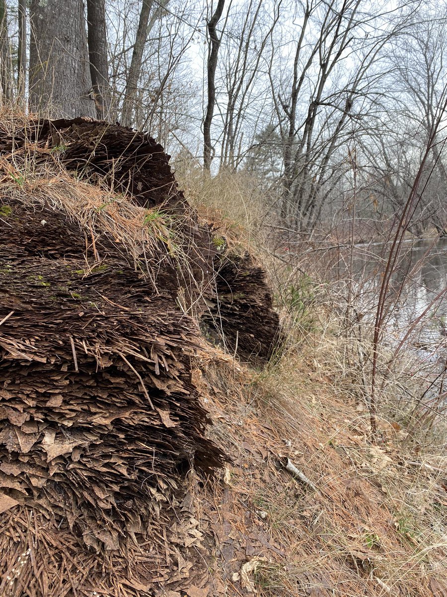 {thread} Yesterday my son and I headed out for an archeological dig along the River. A few years ago I found an old illegal dump that appears to go back to the 1930’s and operated into the 80’s. We decided to see what we could find.  #Homeschooling  #SurvivingThePandemic