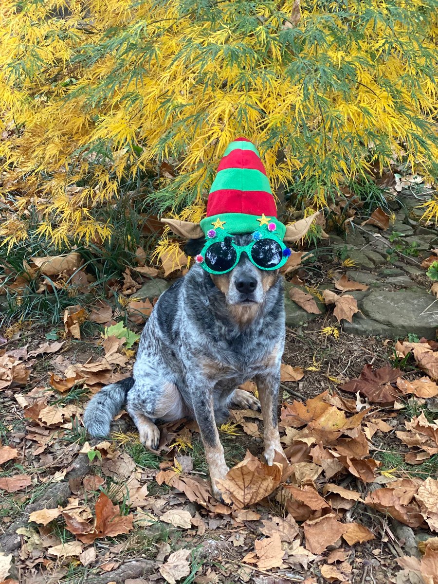 Does Santa negotiate?

#happydogs #officedogs #holidayhumiliation #mansbestfriend #covidchristmas2020 #christmas2020 #naughtynotnice

Photos Morgan Myrick