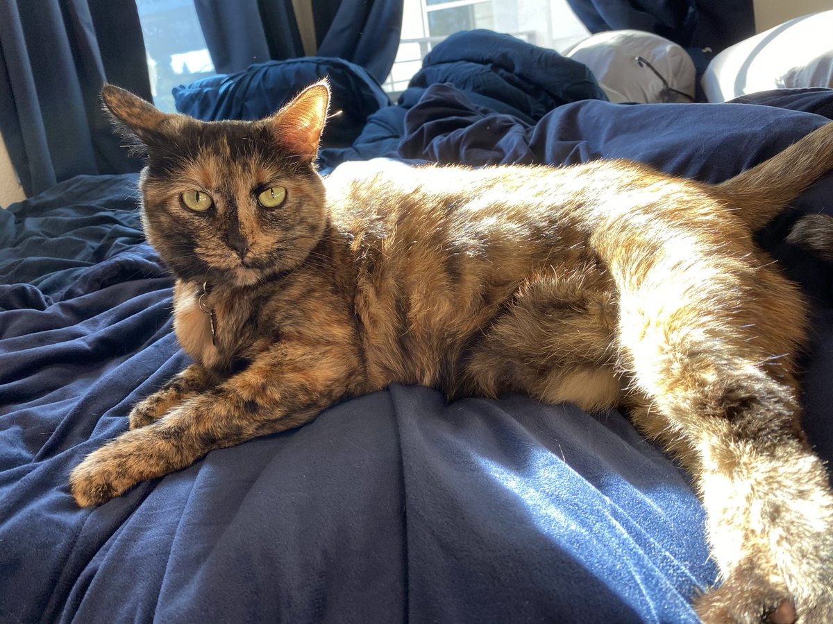 4. The upfront cost is less:Most senior cats come neutered and vaccinated from the shelter with whatever medical history that’s available. While any older cat might have higher vet bills down the road, you’ll have less to do right away. And the adoption fee is less, too.4/5