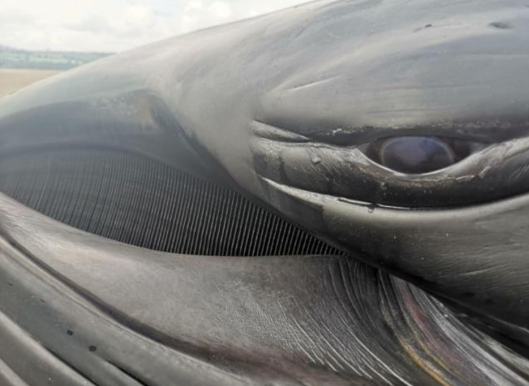 Here is a #beachedwhale #finwhale in #wirral summer 2020. @BorisJohnson I do hope that #brexit #Brexitnegotiations #Brexitnegotiationsaboutfish remember that the #UK people are more interested in #survivalofspecies than getting a nice fish lunch. Please STOP #overfishing 😪