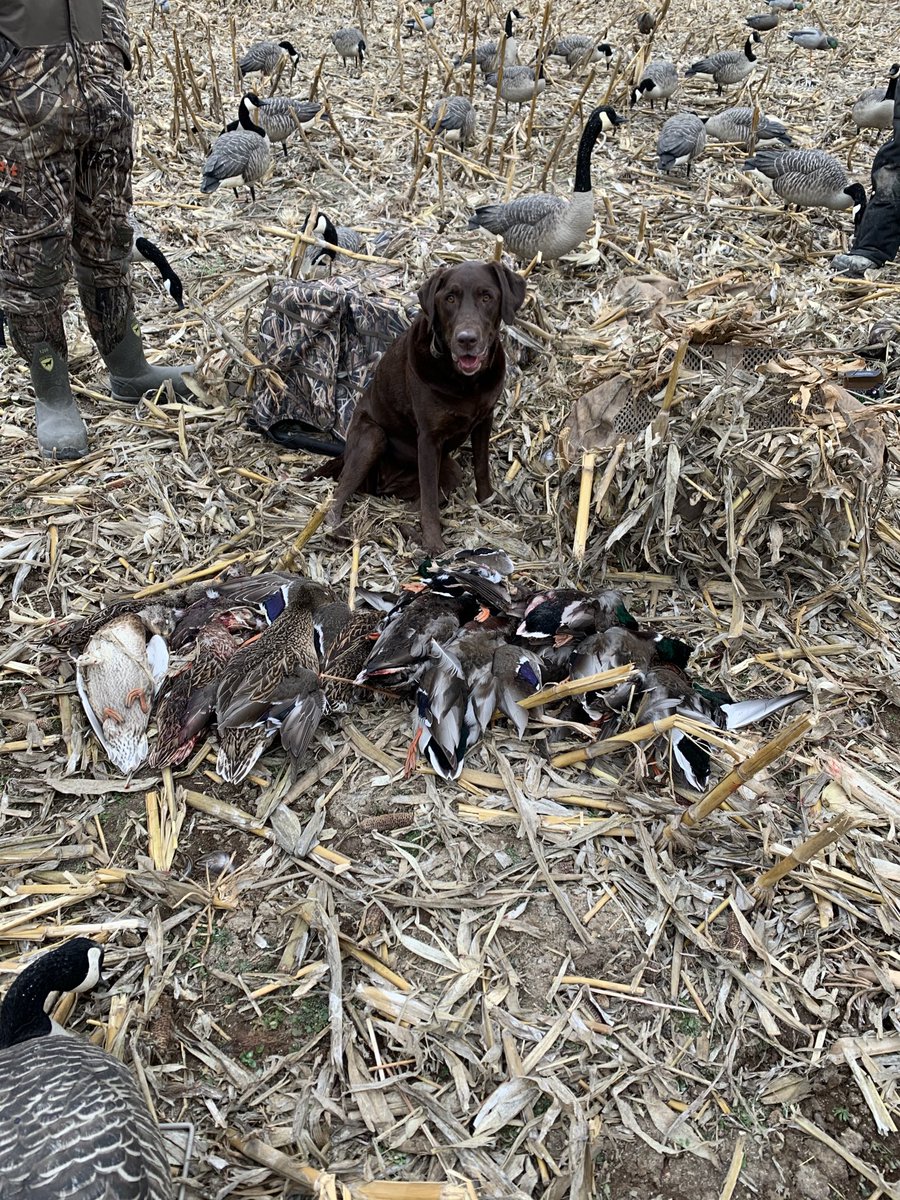 Happy bday delta dog good work today