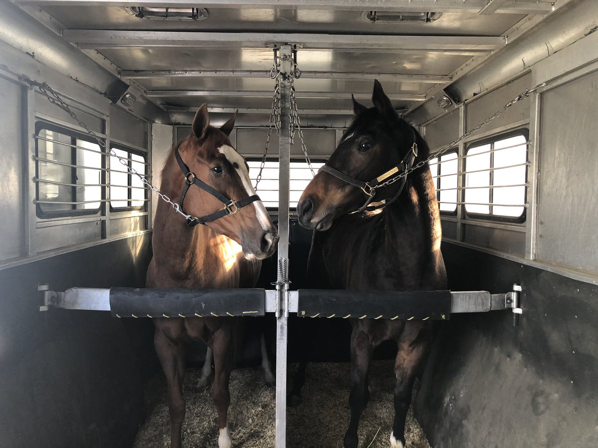 Ultrachamps's tweet photo. Dinosaur Ben has a Totally Perfect new girlfriend❤️ Welcome to team Ultra Champs! Totally Perfect on the left and Dinosaur Ben on the right! #UCR #TotallyPerfect #DinosaurBen https://t.co/VEilzIcpqz