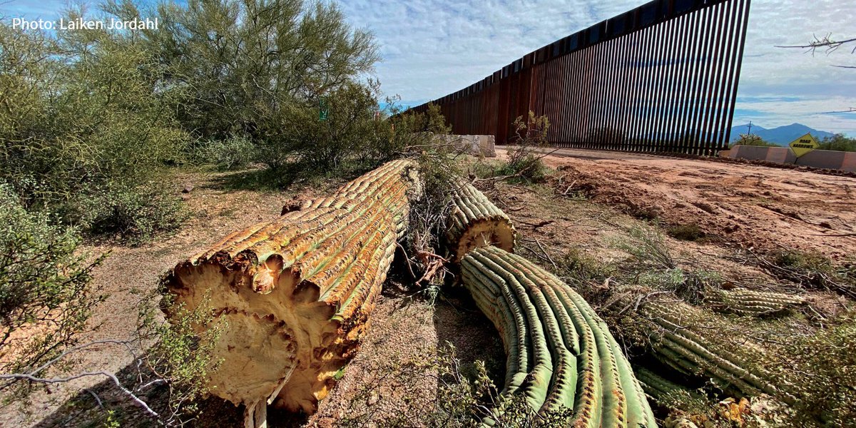 One of the saguaro cacti destroyed at Organ Pipe Cactus National Monument to make way for the border wall. The cacti is depicted cut down with the border wall visible behind it. Photo: Laiken Jordahl.