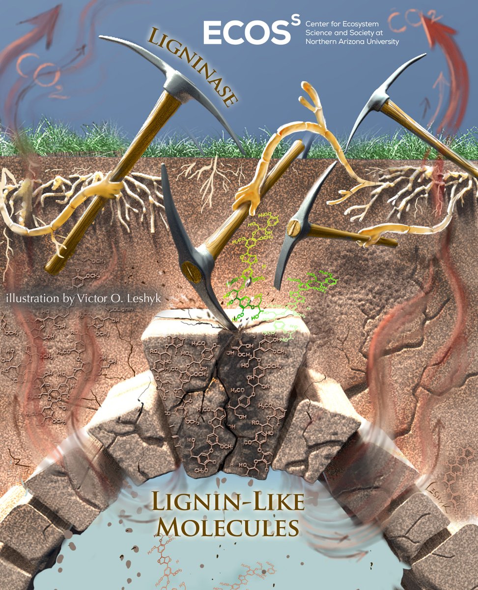  #WorldSoilDay soils can be a deep-storage vault, but these vast ecosystems also "digest" the matter they hold in various ways: in my  #Sciart for  @EcossNau, soil fungi breaking down Lignin influence many other processes in "keystone" fashion  https://www.researchgate.net/publication/327166611_A_keystone_microbial_enzyme_for_nitrogen_control_of_soil_carbon_storage