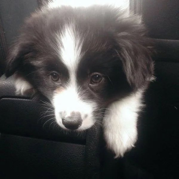 Спустя сутки я решила подвести итоги. К сожалению, из «соревнования» выбывает коргитривер - он первый и по нему судить не совсем объективно. Самым популярным стал корги-ину, второе место занял шпицорги и на третьем - коргиед. Давайте ещё раз на них посмотрим!