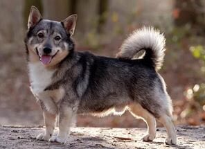 Хотя чисто технически третье место занял ВОЛКОРГИ, но как справедливо заметили - он совсем не при чем к Корги. Он шведский вальхунд и совершенно никакая не помесь. Но от этого он не менее красив!