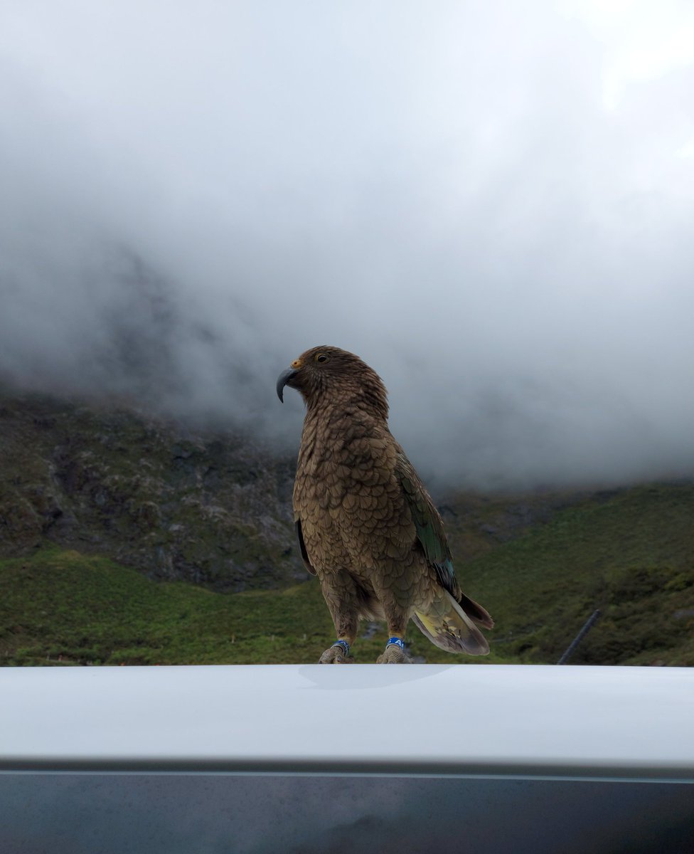 taliaconn's tweet photo. We found Kea! How good are those colours https://t.co/JK0T8bdQpn