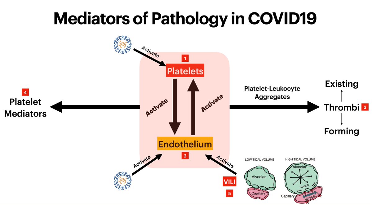 Proper attention to 𝗮𝗹𝗹 aspects of pathology in COVID19, simultaneously, is paramount to proper treatment:   pulmonary endothelium         plateletsProducts of platelet-endothelial activation:   thrombi   platelet-derived mediators