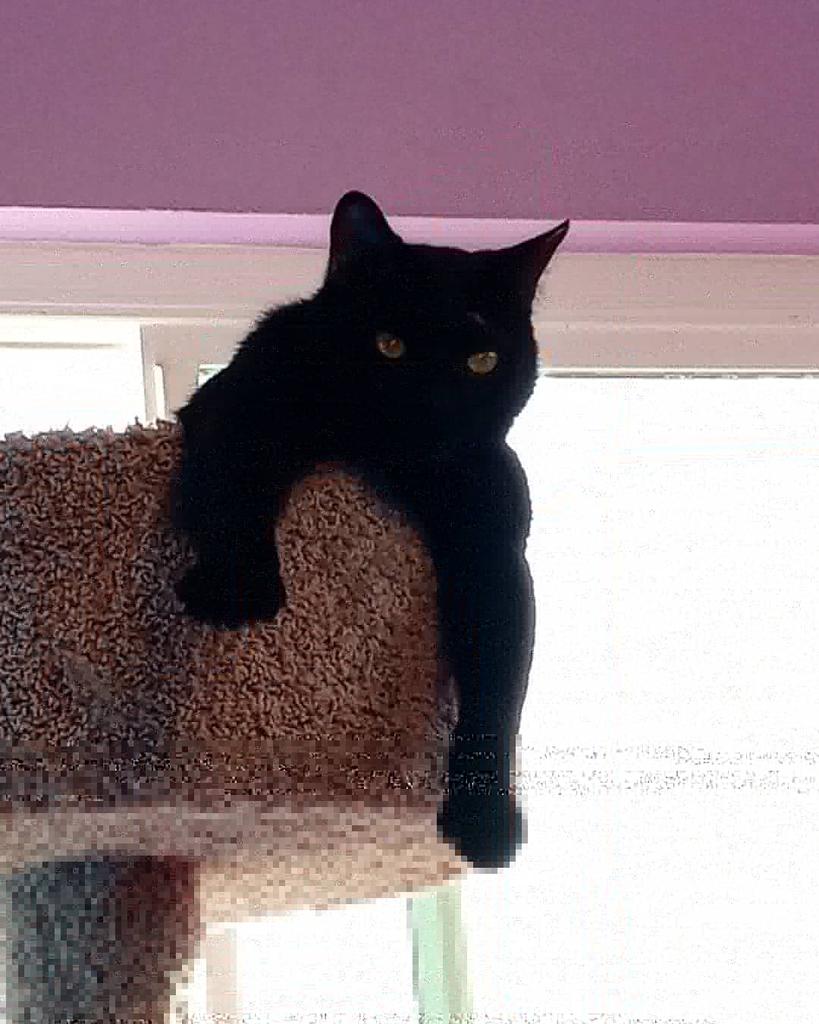 monster_hades's tweet photo. 1 of the spots i like to just lay and hang my arms on this cat tree as you can see. I could play on this all day long of i wanted to or tale a nap. #hadesmonster #instagramcat #twittercat #enjoyingmyself @instagram @Twitter 🌴 🏠 https://t.co/Bo2dPExa9P