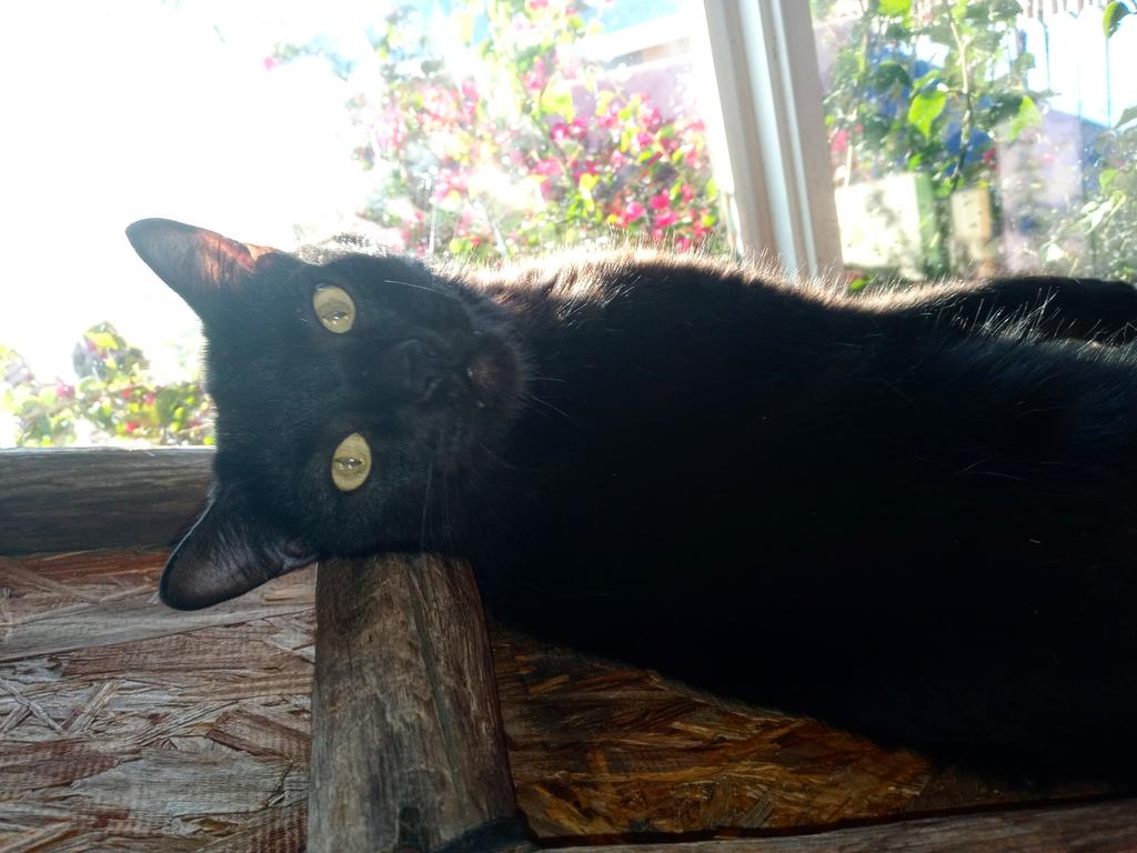 monster_hades's tweet photo. I wanted to lay on the cat ladder to take a different type of pose photo well i can of lay anywhere i want so yeah. #hadesmonster #instagram #instagramcat #twitter #twittercat @instagram @Twitter 🐱 📷 https://t.co/LXoHAvVH21