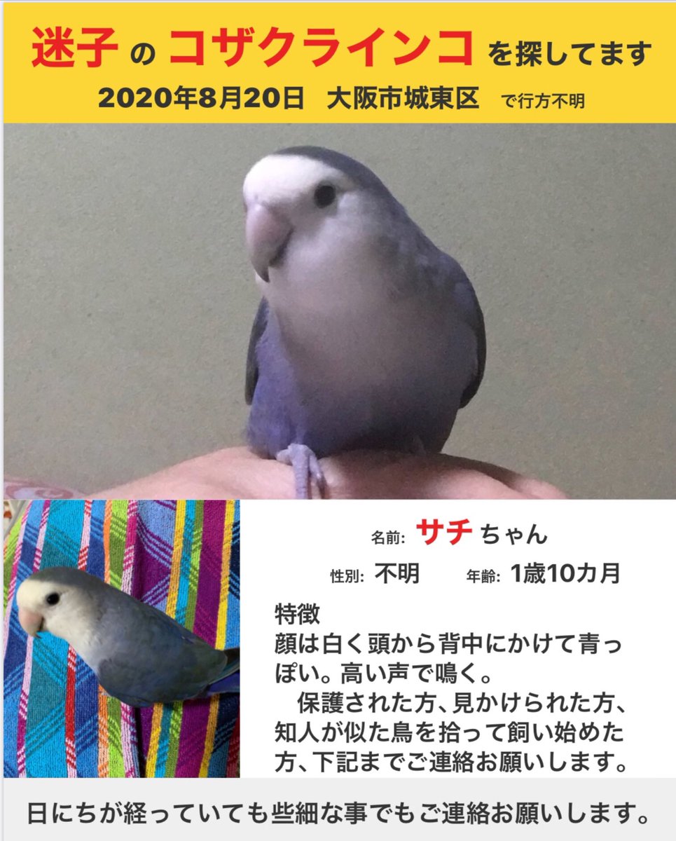 迷子コザクラインコを探しています 大阪市 拡散希望 目撃情報があった 大阪市 北区 大淀南 2丁目 城東区 今福東 1丁目近くを 通られたら注意して頂けないでしょうか もし写真の鳥を保護 目撃 または似た鳥を拾って飼ってる方 飼ってる方をご存知の方