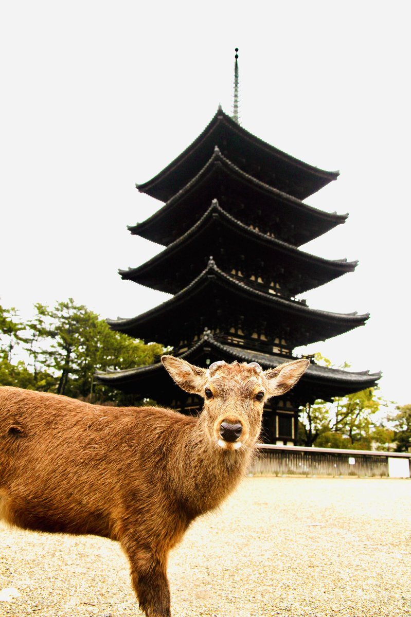 やまもっちゃん On Twitter 奈良で一番高い建物は 興福寺五重塔 らしい 50 1m 高層マンションやタワーではなく 古都奈良 を象徴する伽藍が一番というのが奈良県民として誇りに思います 空が広い そんな奈良の町が好きです