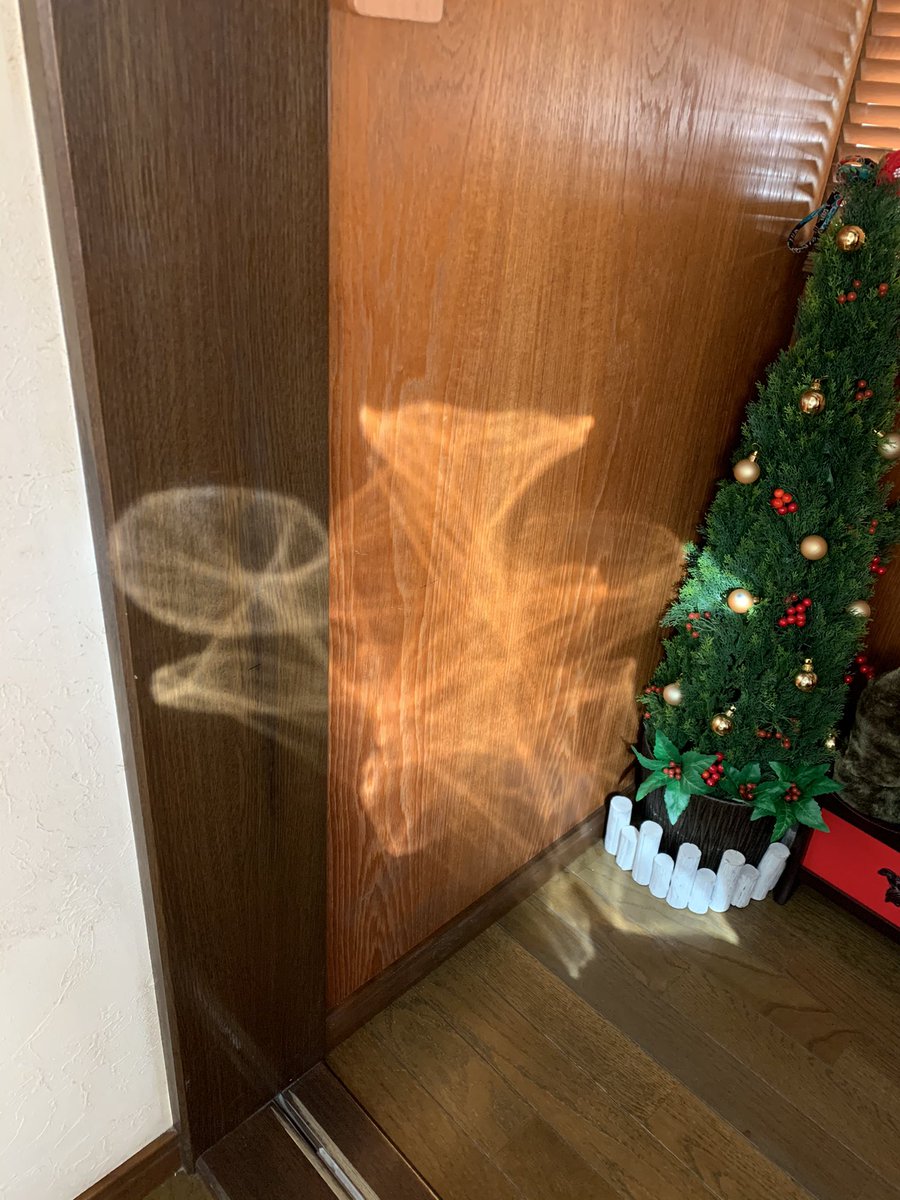 22aoi's tweet photo. まだまだ咲き続けるベランダの朝顔が、部屋のあちこちに反射して神がかってた https://t.co/tU0LgLTcC7