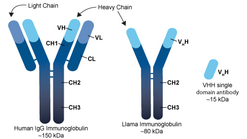 These fully functional antibodies are smaller/more flexible (see image for comparison) and capable of reaching 'parts' of pathogens that would otherwise be inaccessible.Llama and shark antibodies are highly prized in antibody therapies for infectious agents.