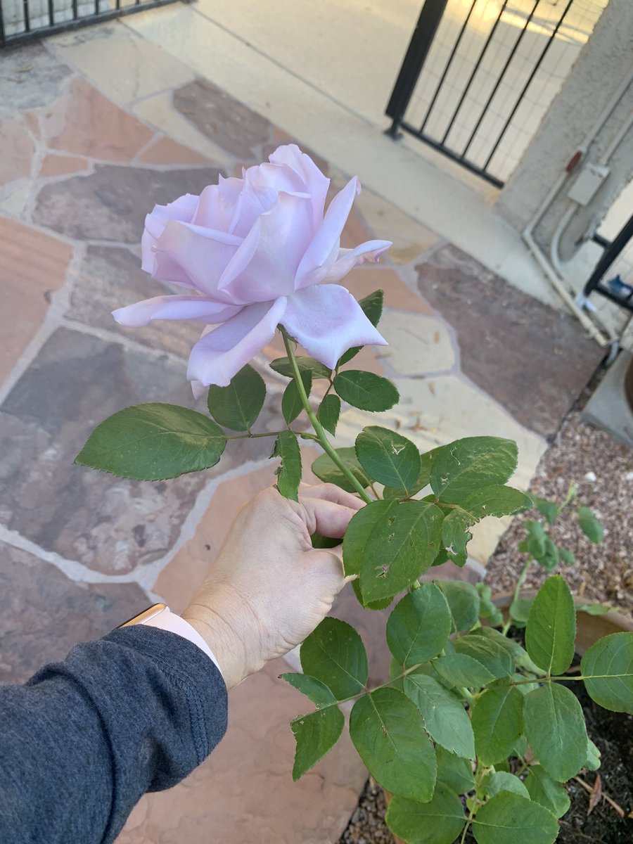 SWGardenSource's tweet photo. How pretty are my roses!? I have no idea of the variety but everyone loves them. They get no attention from me and continue to bloom these glorious blooms. And the fragrance is heavenly! #roses #fallblooms https://t.co/poF0jyeoN4