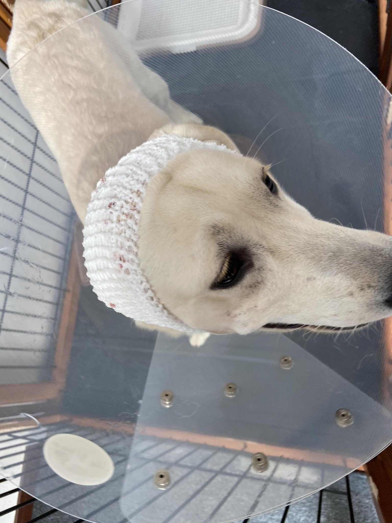 Haku 散歩中に他の犬に耳を噛まれました 血が止まらず急いで病院へ かわいそうです 悲しいです ラブラドールレトリバー 犬に噛まれたとき T Co G6srvzazcr Twitter