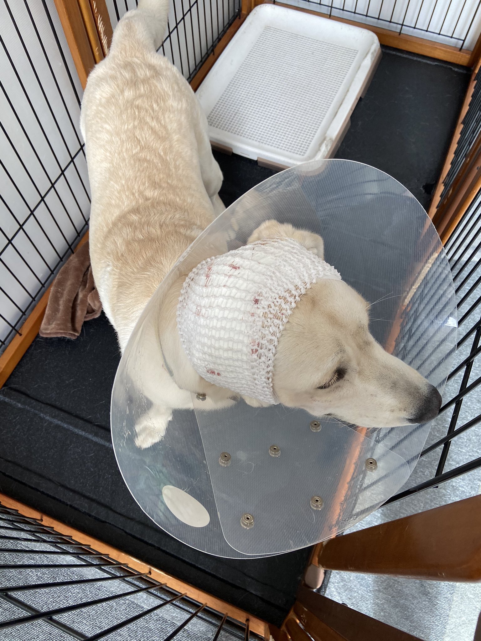 Haku 散歩中に他の犬に耳を噛まれました 血が止まらず急いで病院へ かわいそうです 悲しいです ラブラドールレトリバー 犬に噛まれたとき T Co G6srvzazcr Twitter