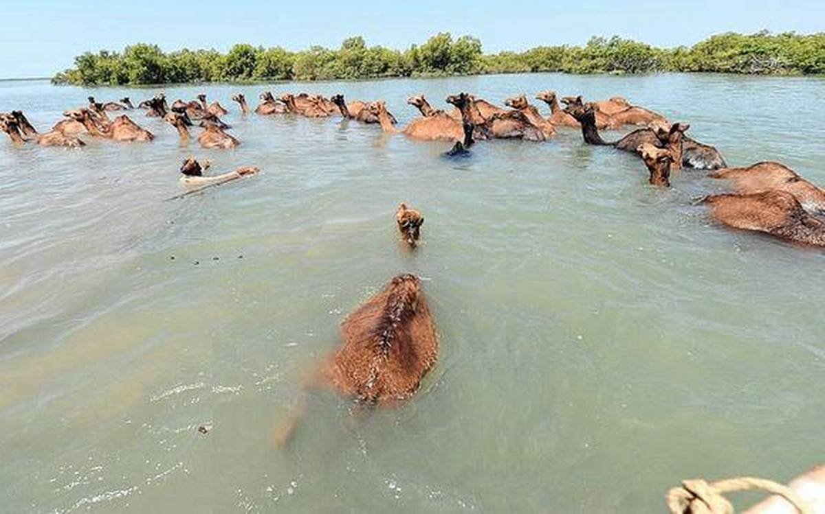I don't know the evolutionary significance of why the ability to produce these small antibodies persists in camelids and sharks. There's evidence they work well for early disease response against a range of pathogens, was it chance or selection maintaining that ability?